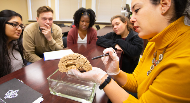 UL 69ý professor showing a sculpture of the brain to a group of students