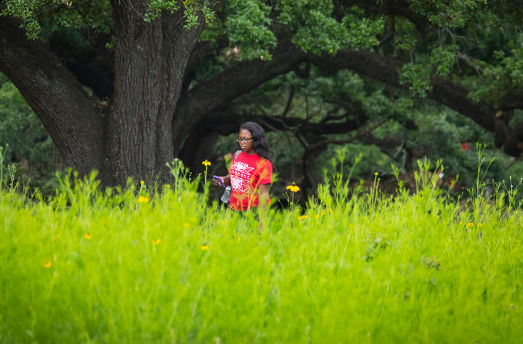 A student walking by the University of Louisiana at 69ý's sustainable wildflower prairie in the middle of campus