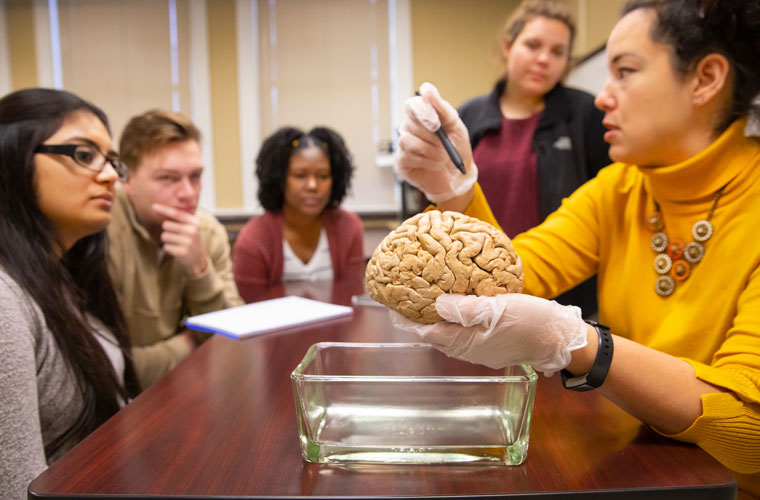 Research undergraduates at the University of Louisiana at 69ý studying neurobiology